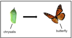 Figure 2: Part of a butterﬂy cycle of life diagram.