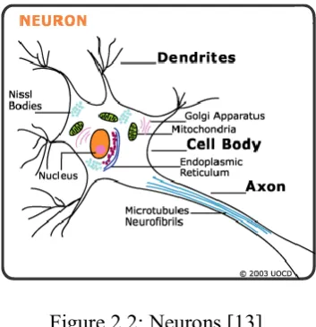 Figure 2.1: Human brain. 