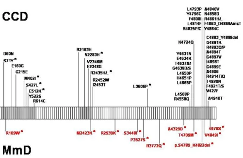 Figure 2mutations associated with central core disease (CCD, in black) and Multi-minicore Disease (MmD, in red)Schematic representation of the skeletal muscle ryanodine receptor (RYR1) gene and distribution of dominant and recessive (*) Schematic represent
