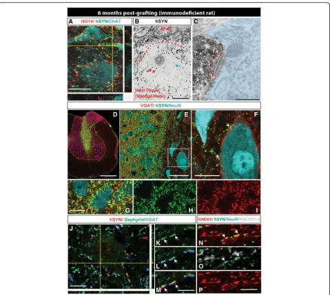 Fig. 5 Spinally grafted clonal NSCs-derived neurons acquire preferential inhibitory neurotransmitter phenotype and develop synaptic contacts with hosthuman axons (HO14) and residing in the vicinity of the host ChAT+in association with hSYN puncta (scale ba