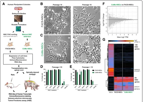 Fig. 1 Strategy for generation, expansion, and characterization of human embryonic stem cell-derived neural stem cells.mean ± SEM.comparing CoMo-NSCs and FACS-NSCs