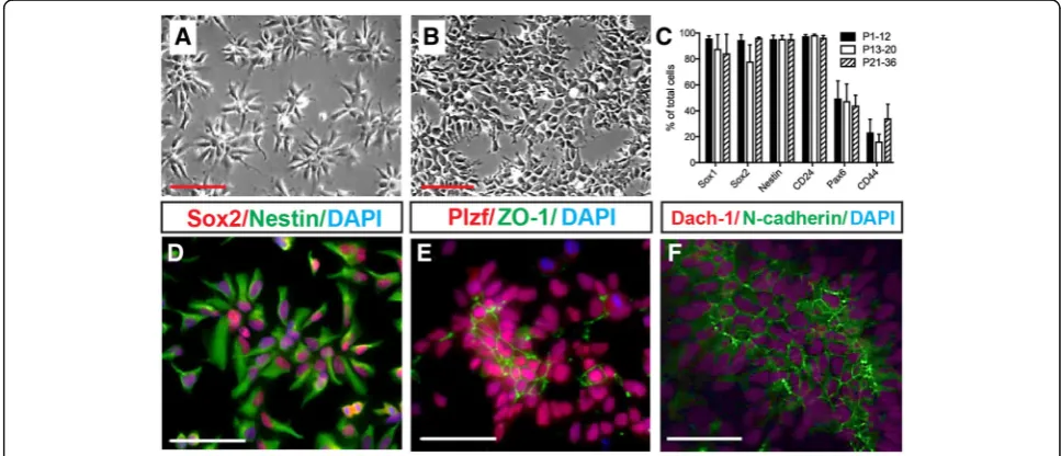 Fig. 2 In vitro proliferating clonal morphology-derived NSCs (CoMo-NSCs) show consistent morphology and expression of markers characteristicof immature NSCs