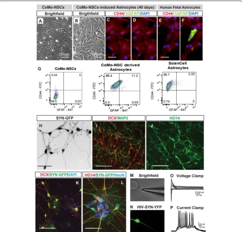 Fig. 3 CoMo-NSCs generate astrocytes and functional neurons upon in vitro differentiation.NSCs towards large flat cell type after 40 days treatment with astrocyte-inducting media.200Expression of neuronal markers (DCX, MAP2, human-specific axonal neurofila