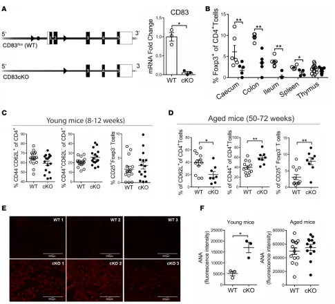 Figure 1. CD83cKO mice show increased effector cell activity. (cells (CD4A) Left: Strategy for the generation of Treg-specific CD83 conditional KO (cKO) animals