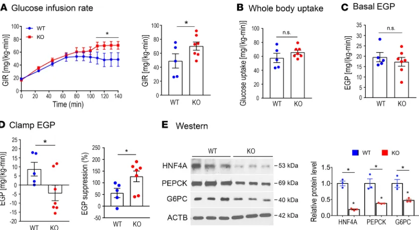 Figure 2. Hyperinsulinemic/euglycemic clamp studies of WT and KO mice. Compared with the WT mice, the KO mice showed an increased glucose infu-sion rate (A), unchanged whole-body glucose uptake (B), unchanged basal EGP (C), and increased insulin-stimulated