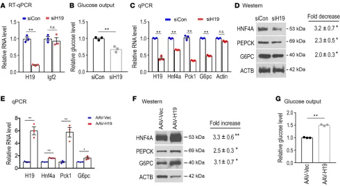 Figure 3. Effects of H19 expression on gluconeogenic gene expression and glucose output in vitro