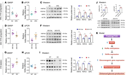 Figure 6. Effects of H19 expression on hepatic Hnf4a promoter methylation, gluconeogenic gene expression, and insulin signaling in vivo