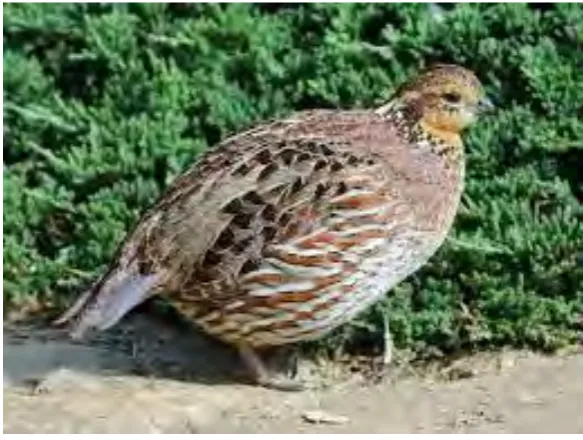 Figure 2.2: Quails. 