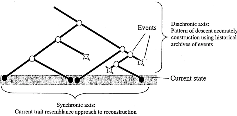 Figure 2-13. Relationship between phenetic and genealogical iterations 