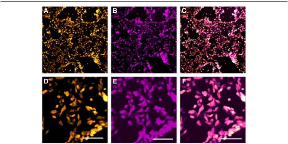 Fig. 6 Tracking of the transplanted labeled stem cells using IVIS in vivo and ex vivo: D-Cy5.5-labeled MSCs expressing tdT can be observed for upto 2 weeks post-transplantation by the In vivo Imaging System