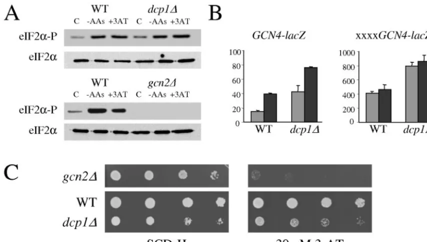 FIG. 5. dcp1strains yMK329 (WT) and yMK330 (with antibodies to eIF2units from extracts prepared from strains yMK926 and yMK936 (The light-gray bars represent cells which were transferred into complete medium for 1 h, whereas the dark-gray bars represent ce
