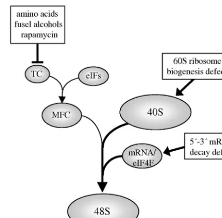 FIG. 7. A model depicting how 5�genesis defects might overcome decreases in ternary complex