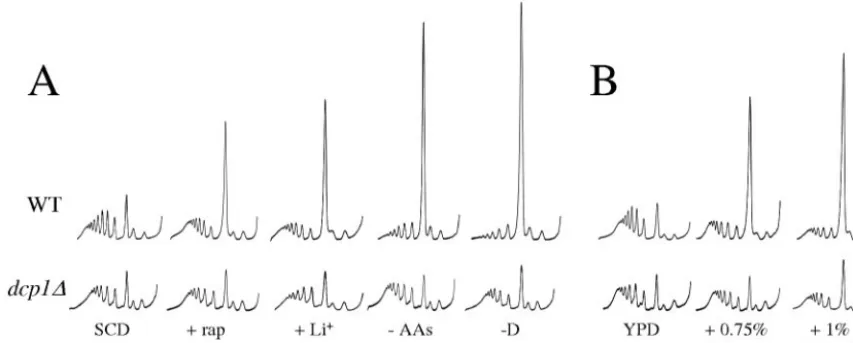 FIG. 4. dcp1galactose grown control is not shown for simplicity, as the polysome proﬁles are indistinguishable from those of glucose-grown strains)