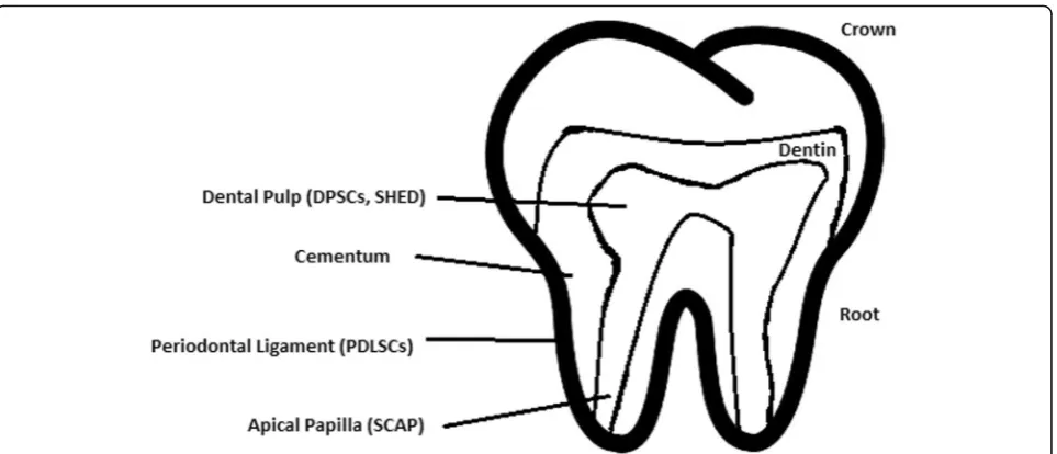 Table 2 Detailed information about the differentiation of DPSCs and the studies connected to them [176]
