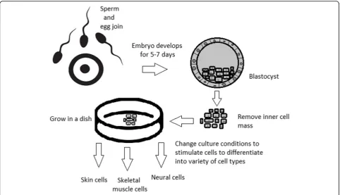 Fig. 8 Use of inner cell mass pluripotent stem cells and their stimulation to differentiate into desired cell types