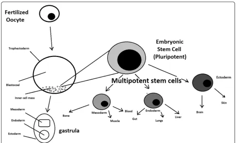 Fig. 1 Oocyte development and formation of stem cells: the blastocoel, which is formed from oocytes, consists of embryonic stem cells that laterdifferentiate into mesodermal, ectodermal, or endodermal cells