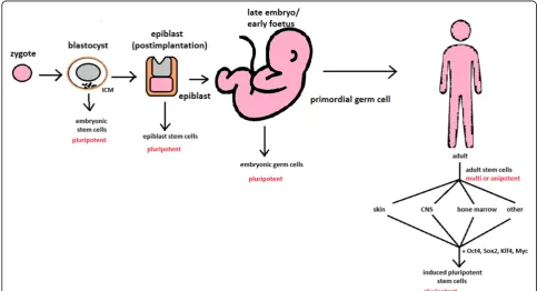 Fig. 2 Changes in the potency of stem cells in human body development. Potency ranges from pluripotent cells of the blastocyst to unipotentcells of a specific tissue in a human body such as the skin, CNS, or bone marrow