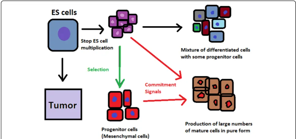 Fig. 3 Spontaneous differentiation of hESCs causes the formation of a heterogeneous cell population