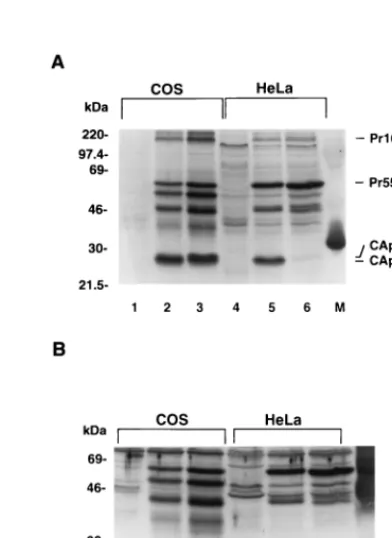 FIG. 1. Cell type-dependent proteolytic processing of unmyristylated HIV-1Gag proteins