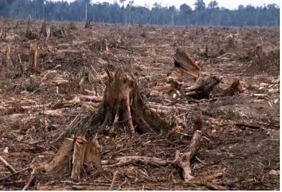 Figure 1.3: Deforestation 