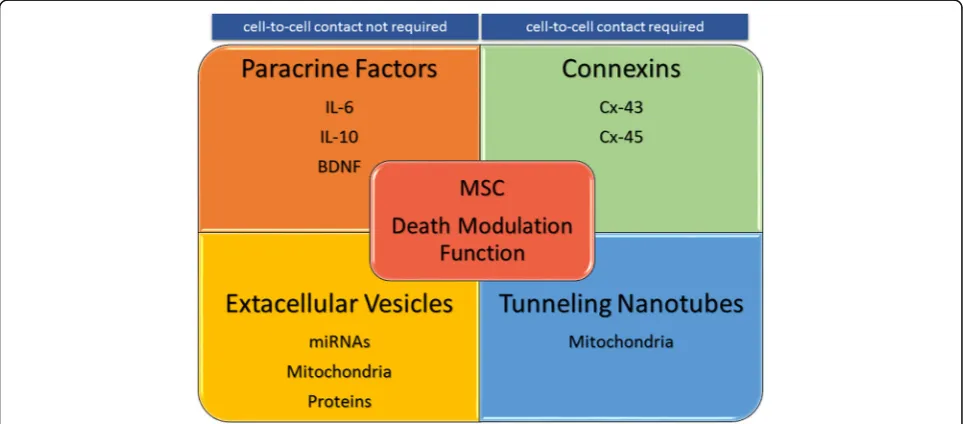 Fig. 1 Diagram of possible modes of actions involved in MSC death modulation function