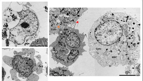 Fig. 2 Transmission electron micrography of regulated cell death (RCD) in human macrophages and cell-to-cell interactions with human bonecell-to-cell contact