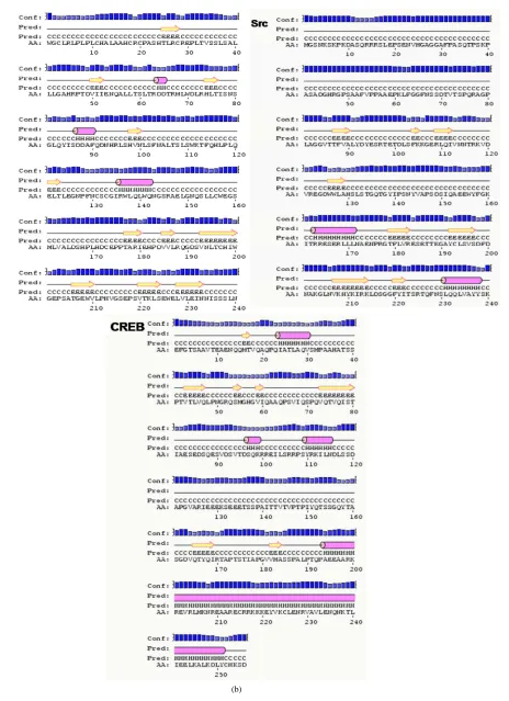 Figure 2. ERβ and its domains interacting proteins ERAP140, AIB1, Trk A, Src and CREB showing predominantly alpha helices and coils predicted by secondary structure prediction self-optimized prediction method alignment (SOPMA) (a) and PSIPRED (b)