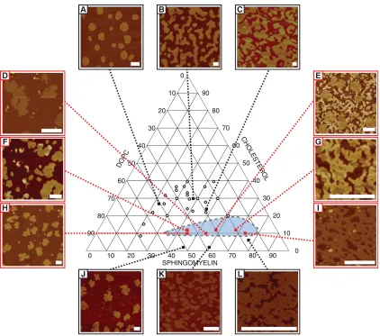 FIGURE 2Selected AFM images of bilayers exhibiting two-phase (positions listed inand uniformly with composition