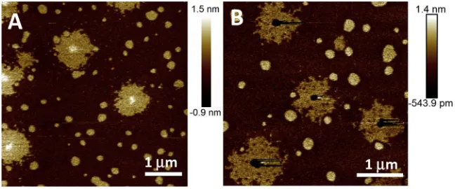 FIGURE 3Tapping-modefound insetpoint (higher force), the core collapses (demonstrating variable domain compressibility.Domains are approximately round, suggesting bino-dal formation