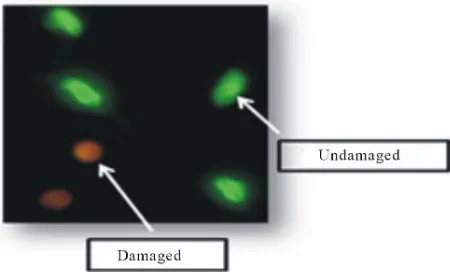 Figure 1. Lung nuclear fluorescence. This figure depicts un- damaged (green) and damaged (orange) lung nuclei