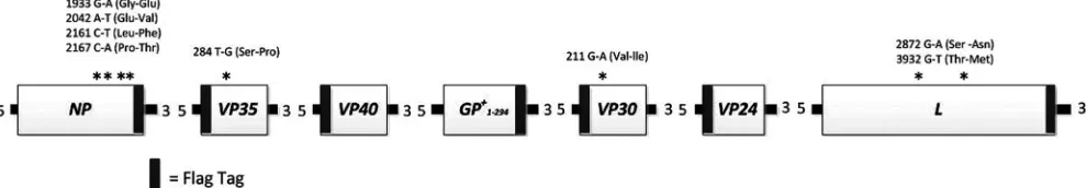 FIG 1 Overview of SUDV-gul recombinant gene construction. All cloned recombinant genes were sequenced and compared to the previously publishedsequence of SUDV-gul
