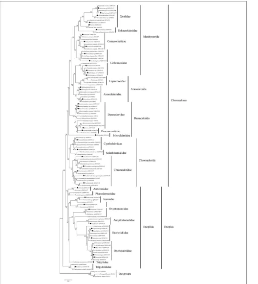 FIGURE 4 | Maximum likelihood tree based on a region of 998 bp of 18S rRNA gene. Sequences labelled with black dots are from this study