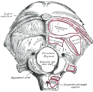 Figure 1.2: The outside appearance of an mature occipital bone 