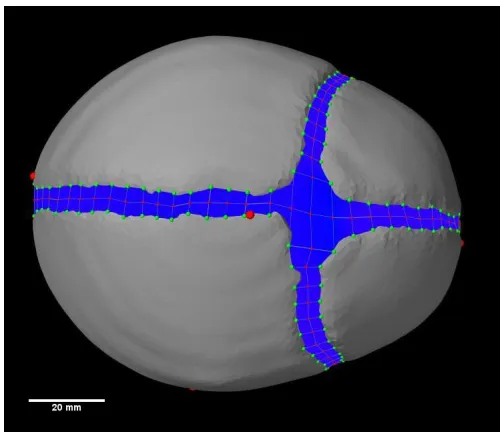 Figure 2.27: Original status of our normal skull model, and the brain model was 