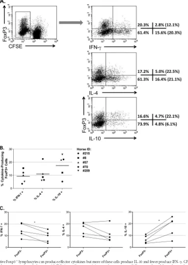 FIG 7 AMLR-reactive Foxp3� lymphocytes can produce effector cytokines but more of these cells produce IL-10 and fewer produce IFN-�