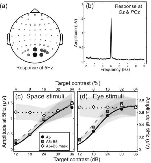 Figure 3: Results for stimuli presented at a single flicker frequency (5Hz) to assess summation properties
