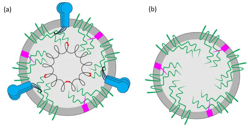 Figure 2. A schematic of an assembled PEDv virus, and a PEDv VLP.  