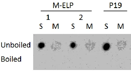 Figure 7. Dot blot showing presence of plant peroxidase in unboiled protein extracts.  