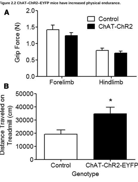 Figure 2.2 ChAT–ChR2–EYFP mice have increased physical endurance. 