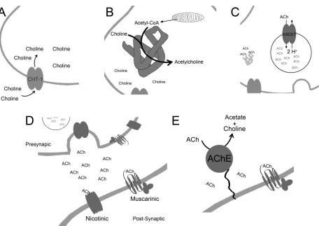 Figure 1.1 The Cholinergic Synapse. (A) Choline is taken up into the pre-synaptic cholinergic neuron by the activity of the high affinity choline transporter, CHT-1
