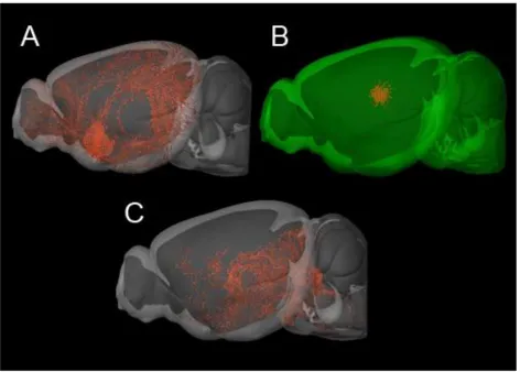 Figure 1.2 The Central Cholinergic System in the Murine Brain. Sagittal 3D reconstructions of the mouse brain