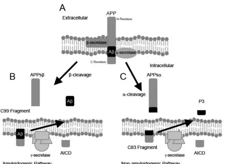 Figure 1.3 Processing of the Amyloid Precursor Protein. (A) Transmembrane APP protein can be cleaved by either the α-secretase or the -secretase enzymes