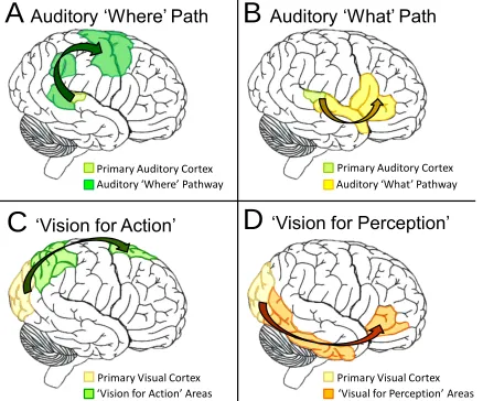 Figure 1.1 Dual pathway models of sensory processing.  A) Auditory ‘Where’ Pathway. Spatial processing for auditory information begins in A1, and projects along a posterior medial axis into secondary auditory cortex on the STG