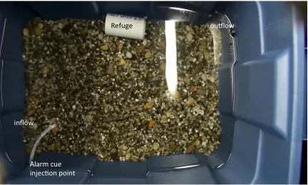 Figure 2.1 Experimental tank used for behavioural observation and predator recognition 