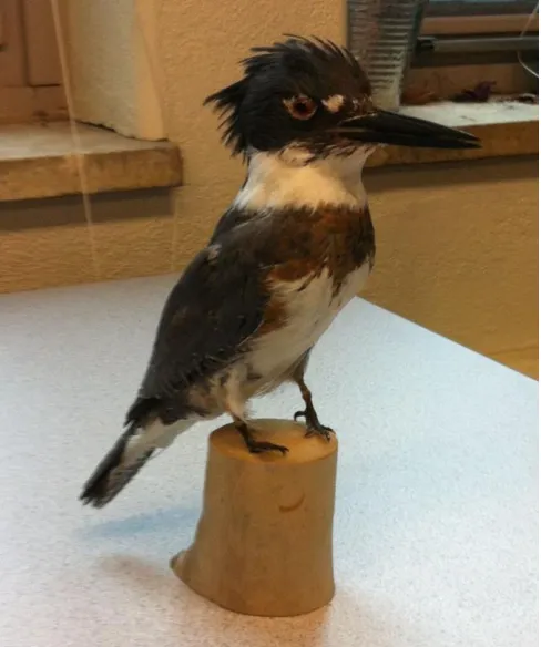 Figure 2.3 Belted kingfisher model that was displayed to salmon.
