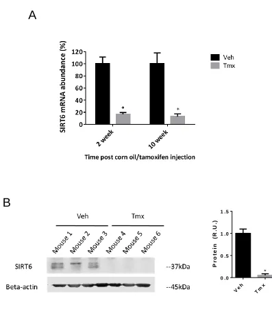 Figure 3.2 SIRT6 knockdown in mRNA expression and protein in aortic SMCs. 