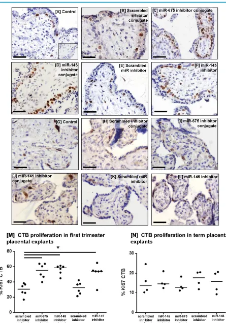 Figure 7:  Homing peptide-miRNA inhibitor conjugates increase cytotrophoblast proliferation in first trimester placental explants
