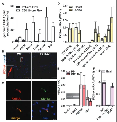 Figure 3. phology characteristic of cardiac macrophages (inset). Scale bar represents 50 A, Genomic F13a1 recombination in the tissues indicated was determined in Pf4-cre.Flox (dark bars) and CD11b-cre.Flox (white bars) mice