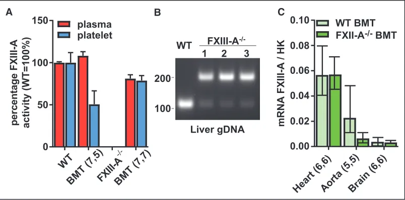 Figure 4. Factor (F)XIII-Apos bone marrow (BM) was transplanted into wild-type (WT) (WT BMT) and FXIII-A−/− (FXIII-A−/− BMT) recipients