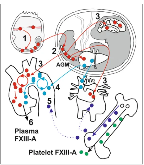 Figure 5. Yolk sac (YS)–derived cells (red) from blood islands (pink) colonize the early embryo (gray; 1) and establish in the aorto-gonad-mesonephros (AGM; 2)
